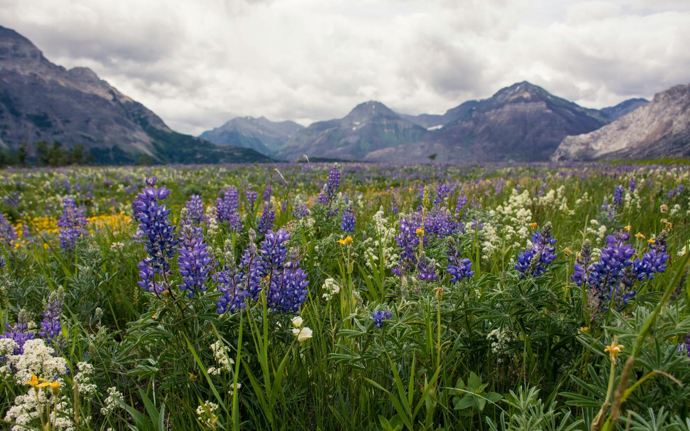 purple flower field near mountain under white clouds during daytime by Sharissa Johnson courtesy of Unsplash.